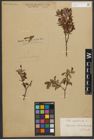 Foto von Salix myrtilloides L.
